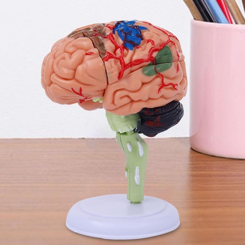 Human brain model - human,