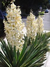 Adams Needle  (Yucca Filamentosa) Bright Edge Evergreen Hardy Plant