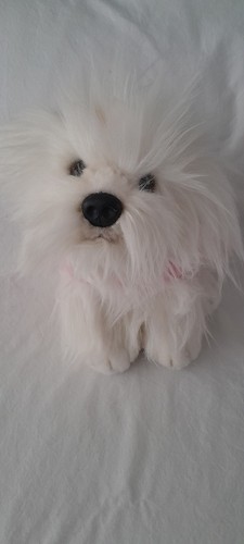 Elc white dog puppy - dog, with