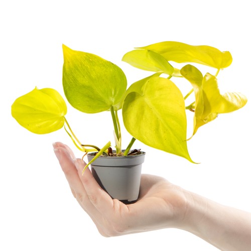 Baby philodendron cordatum - philodendron,