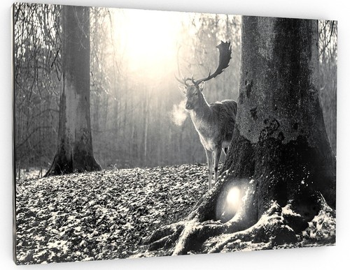 Animals deer stag - forest, black