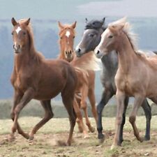Horse Greeting Card Dancing In