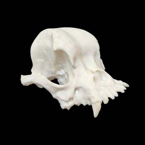 Resin bulldog skull replica - replica,