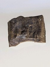 Rex tooth 4 - tooth, superb