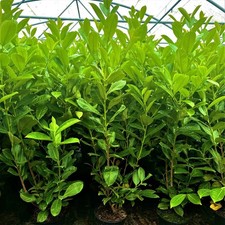 5 Cherry Laurel 3-4ft 3L