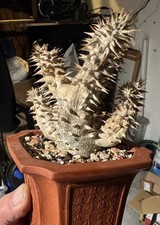  Rare Plant Succulent Pachypodium densiflorum  Madagascar old