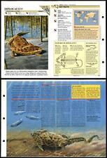 Diplocaulus #22 Extinct Wildlife Fact File Fold-Out Card