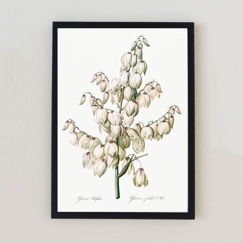 Vintage botanical illustration - botanical,