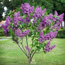 Chinese lilac 30 PCS fresh