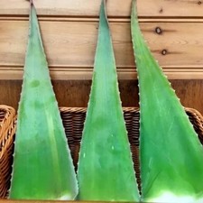 Aloe Vera Leaves Freshly Cut