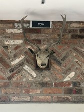 Antique Taxidermy Stag Head