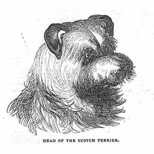 Head of the Scottish Terrier -