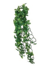 Komodo Reptile Hanging Plant Vine Hides Wire Climbing Area Split Philodendron
