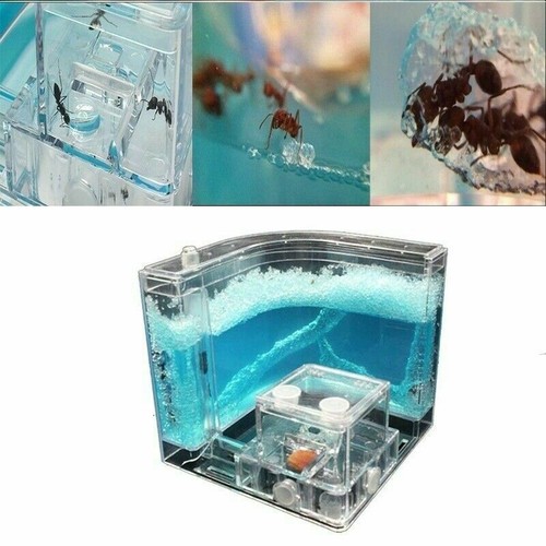 Maze ant farm - 3d, 2.0