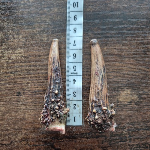 Roe deer antlers for natural - deer,