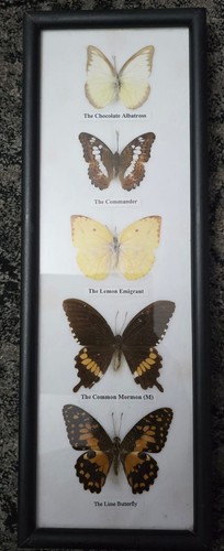 Collection framed - of, 5