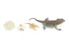 Bearded Dragon Life Cycle, 4