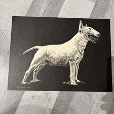 Vintage R. Russell English Bull Terrier Black and White Print 1977