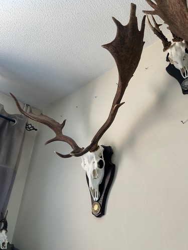 Fallow deer buck skull - deer,