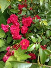 3 dark pink bush rose bare