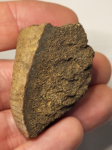 Hell creek dinosaur - creek, fossil