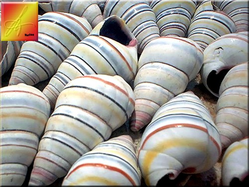 Real haitian tree snail - 12,