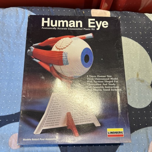 Lindberg human eye model - human, kit