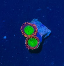Goblins on Fire Zoa Zoanthid Frag Coral WYSIWYG