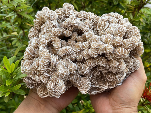 Large giant desert rose - large,