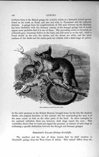 Original Old Antique Print Natural History 1893-94 Senegal Galago Wild Animal