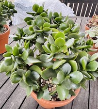 Crassula Ovata  Money Penny