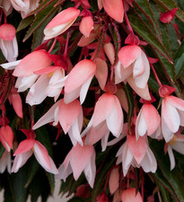 Trailing Tub & Basket Flowers