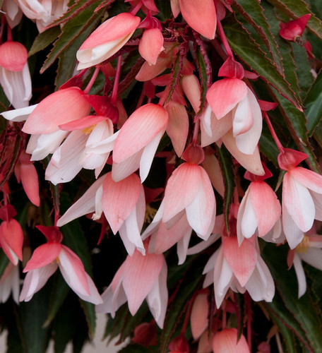 Trailing tub basket flowers - &,