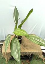 EXACT PLANT 03.08.6 Variegated