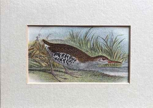 Antique water rail coloured - ,