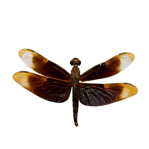 Fulvous forest skimmer - forest,