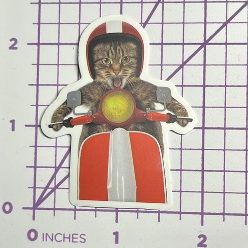 Jdm cat hot rod - rod, racing-