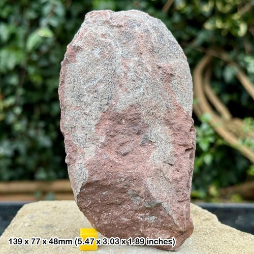 Theropod dinosaur egg fossil - , |