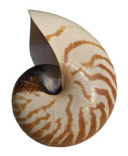 NAUTILUS Seashell Tiger Full