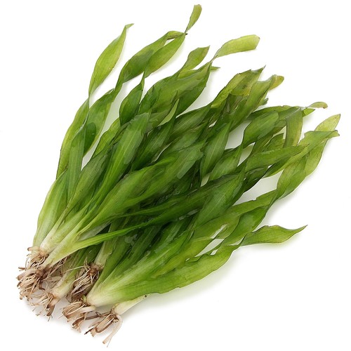 Vallisneria asiatica asian - asiatica,