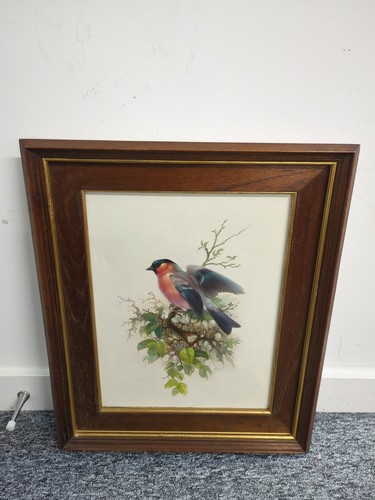 Vintage bullfinch oil - vintage,