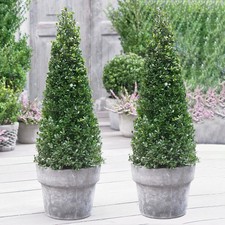 Pair of Japanese Holly 'Ilex