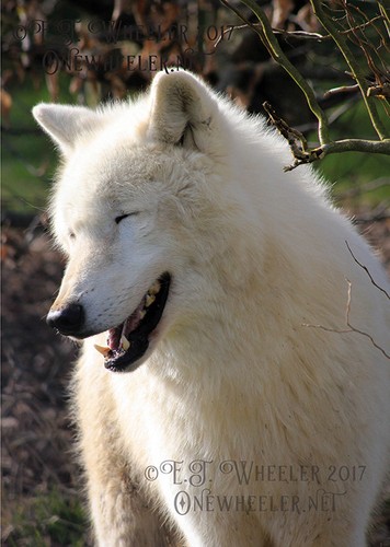 Arctic wolf greeting - card, snow