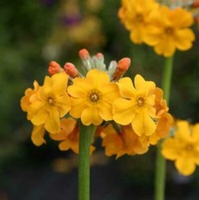 Primula ‘Bulleyana’ x5