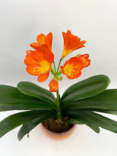 Tropical Clivia miniata, 13cm
