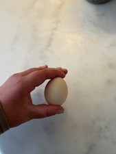 Bantam Chicken Eggs – Mixed