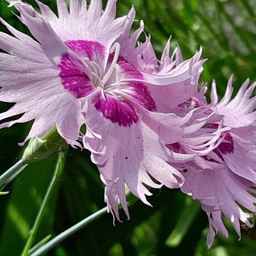New potted sonata - potted,