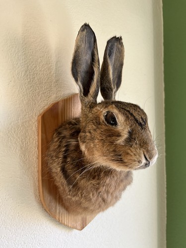 Taxidermy hares mask this - mask.,