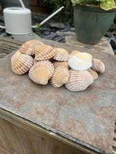 Sea Shells Bundle ideal for crafting or wedding displays. 20 shells.