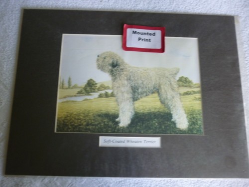 Soft coated wheaten terrier - soft-coated,